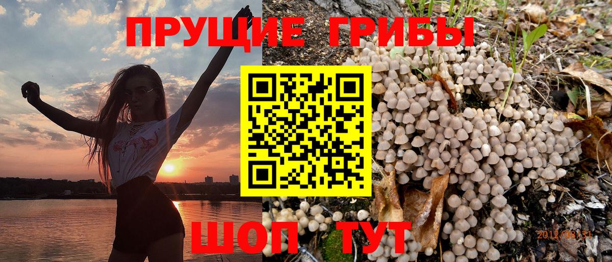 Галлюциногенные грибы Psilocybe Углич