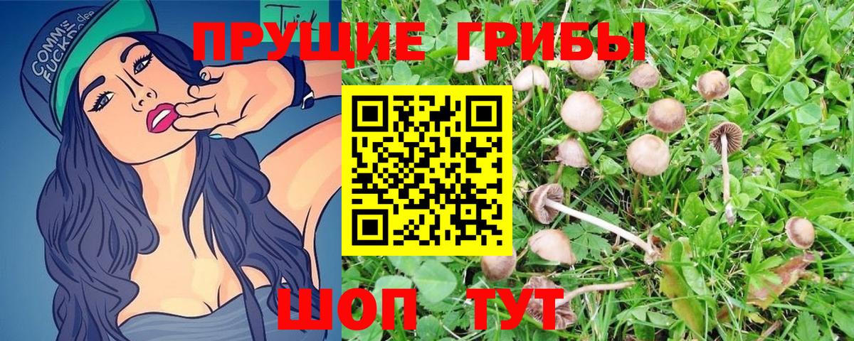 Углич  где найти   Вход с VPN  Галлюциногенные грибы Psilocybine cubensis 
